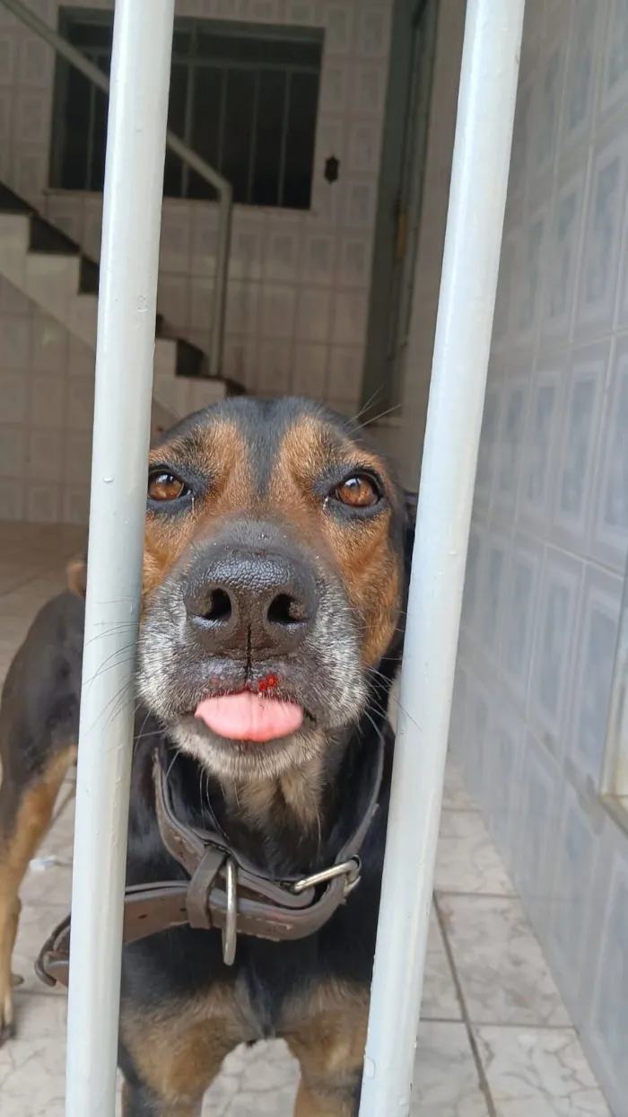 Cachorro raça SRD-ViraLata idade 6 ou mais anos nome Jimmy