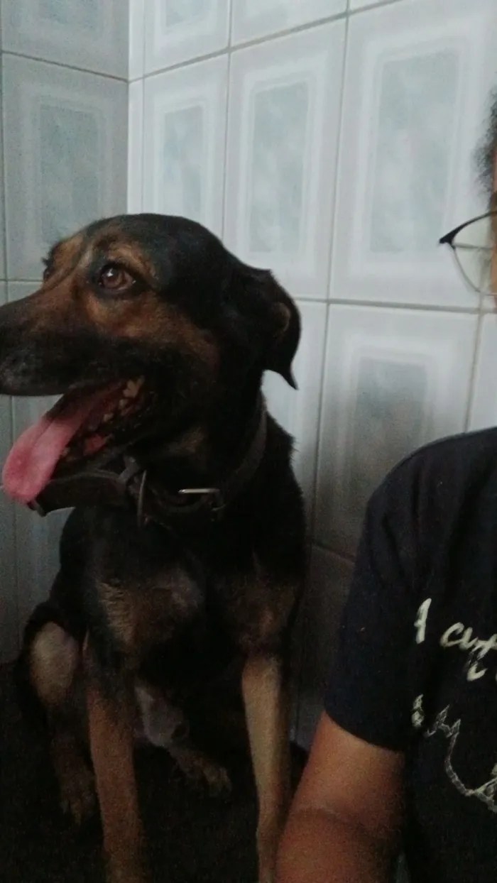 Cachorro raça SRD-ViraLata idade 6 ou mais anos nome Jimmy