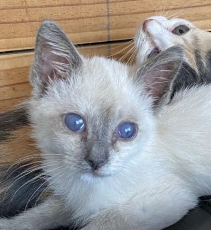 Gato raça SRD-ViraLata idade 2 a 6 meses nome SKY 