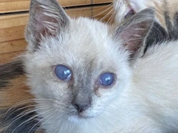 Gato raça SRD-ViraLata idade 2 a 6 meses nome SKY 