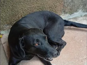 Cachorro raça Labrador idade 6 ou mais anos nome jade