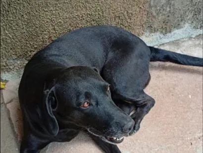 Cachorro raça Labrador idade 6 ou mais anos nome jade