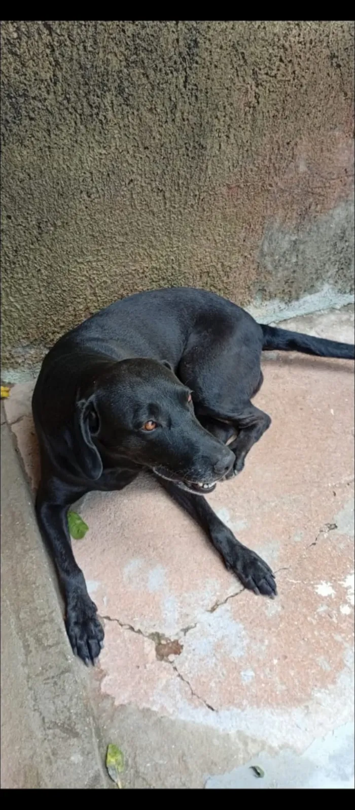 Cachorro raça Labrador idade 6 ou mais anos nome jade