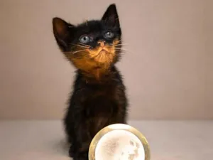 Gato raça SRD-ViraLata idade Abaixo de 2 meses nome Ravena