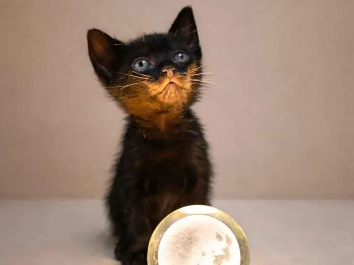 Gato raça SRD-ViraLata idade Abaixo de 2 meses nome Ravena