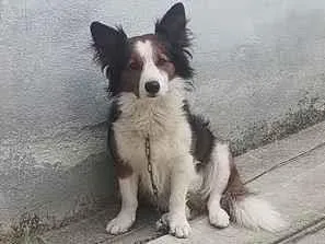 Cachorro raça Dobermann idade 1 ano nome Aquiles