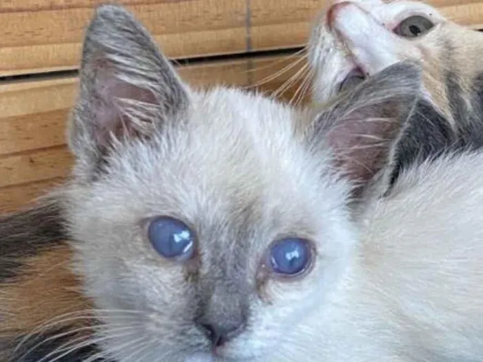 Gato raça SRD-ViraLata idade 2 a 6 meses nome SKY 