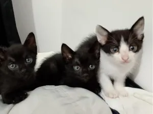 Gato raça SRD-ViraLata idade 2 a 6 meses nome 2 fêmeas e 1 macho