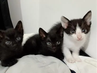 Gato raça SRD-ViraLata idade 2 a 6 meses nome 2 fêmeas e 1 macho