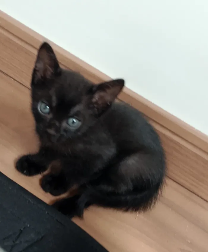 Gato raça SRD-ViraLata idade 2 a 6 meses nome 2 fêmeas e 1 macho