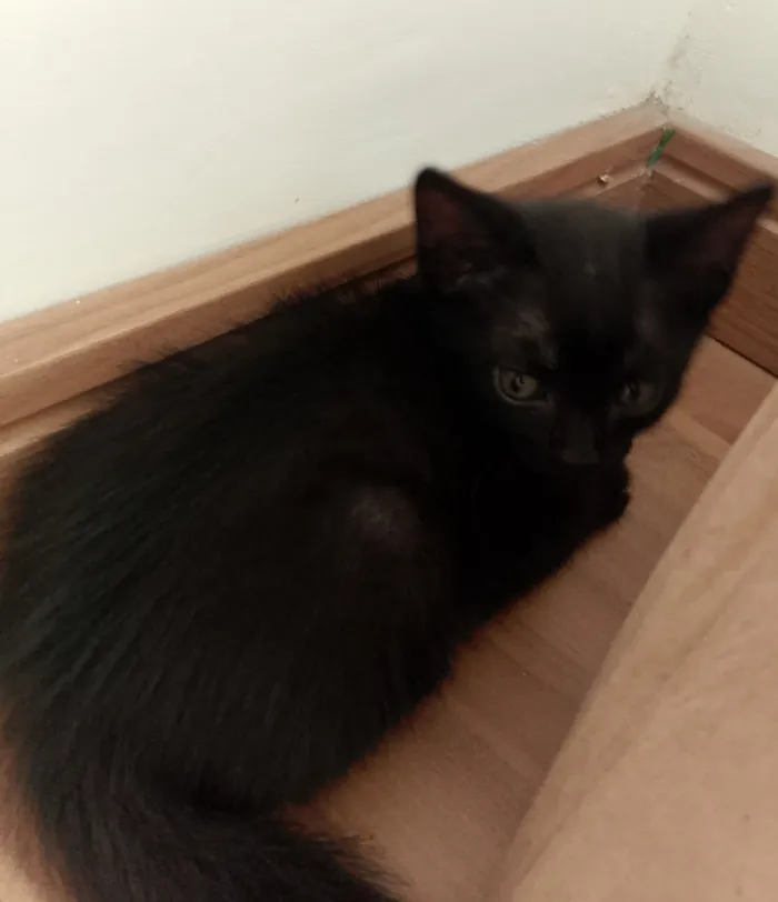 Gato raça SRD-ViraLata idade 2 a 6 meses nome 2 fêmeas e 1 macho