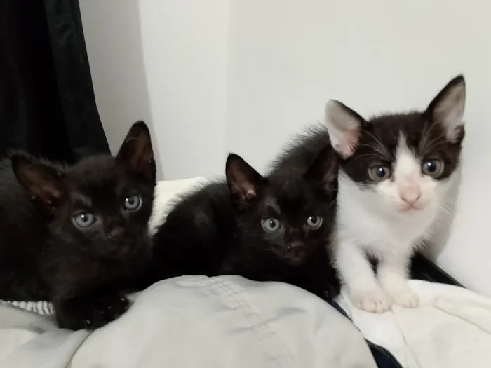Gato raça SRD-ViraLata idade 2 a 6 meses nome 2 fêmeas e 1 macho