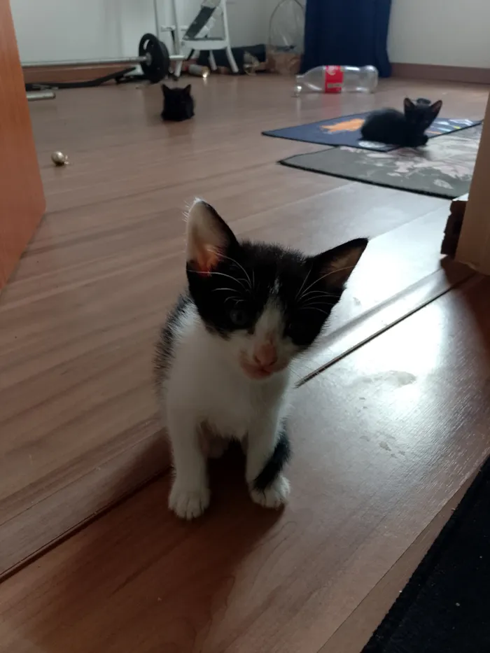 Gato raça SRD-ViraLata idade 2 a 6 meses nome 2 fêmeas e 1 macho