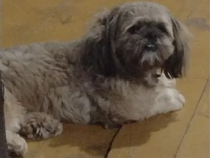 Cachorro raça Shitzu idade 2 anos nome menino, piazinho, Scooby 