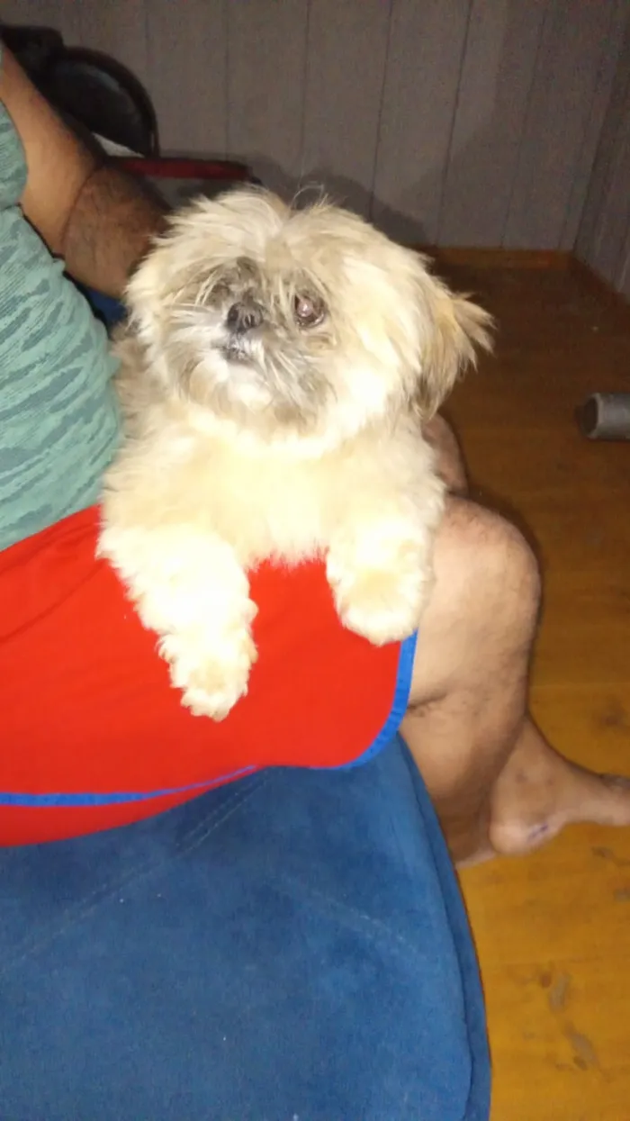 Cachorro raça Shitzu idade 2 anos nome menino, piazinho, Scooby 