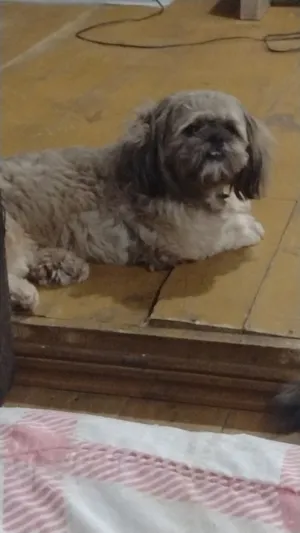 Cachorro raça Shitzu idade 2 anos nome menino, piazinho, Scooby 