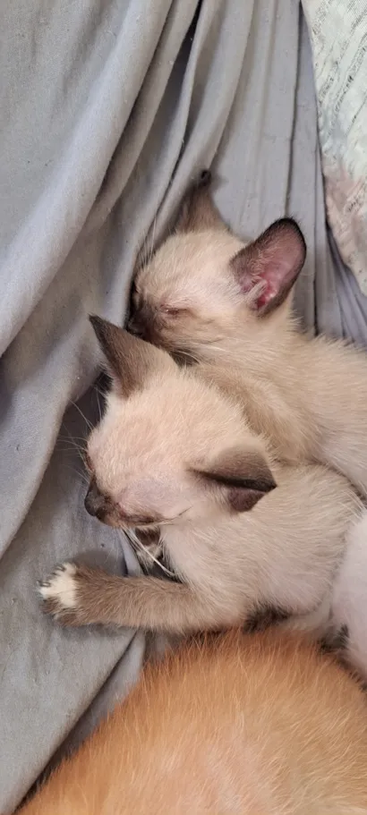 Gato raça Siamês idade Abaixo de 2 meses nome esta sem nome 