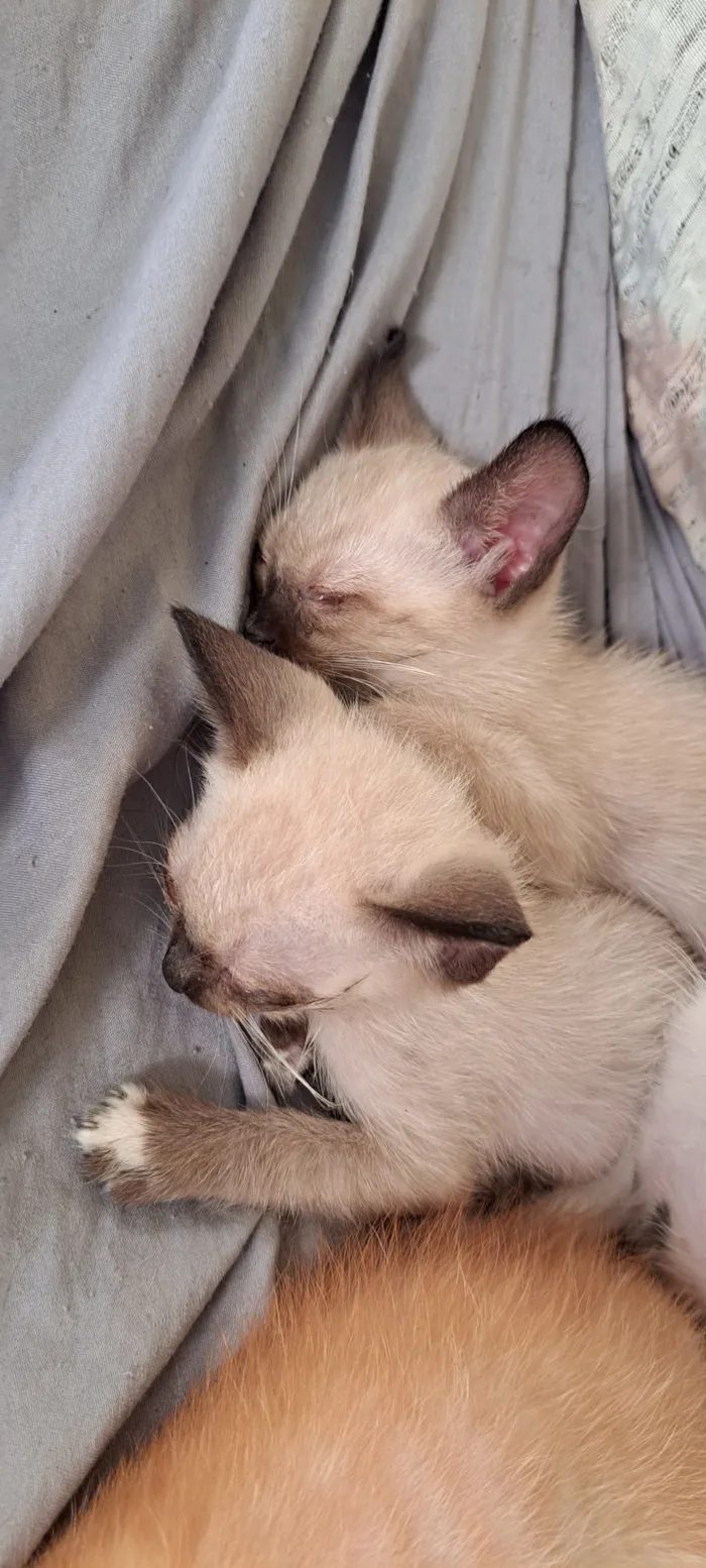 Gato raça Siamês idade Abaixo de 2 meses nome esta sem nome 