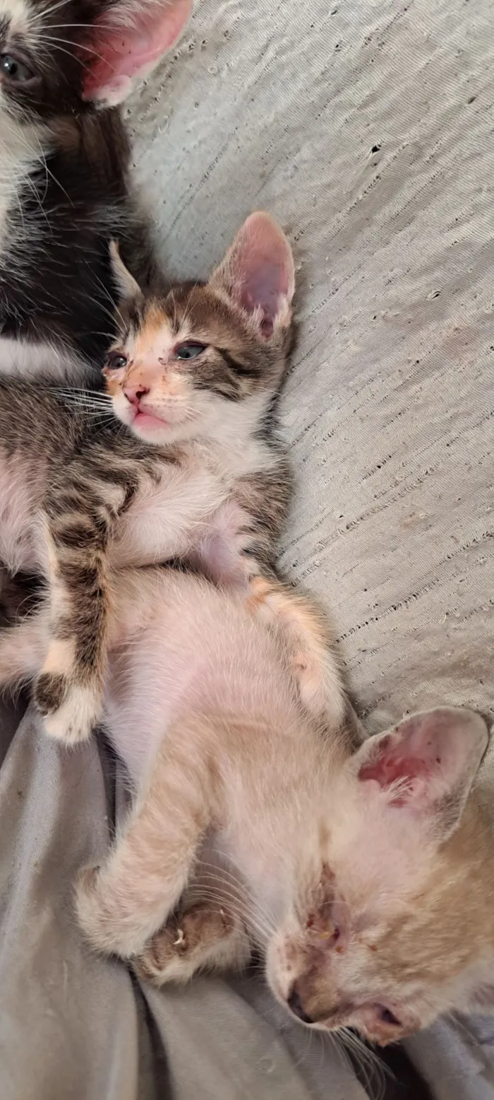 Gato raça Siamês idade Abaixo de 2 meses nome esta sem nome 