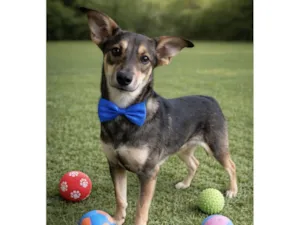 Cachorro raça SRD-ViraLata idade 7 a 11 meses nome Paçoca 