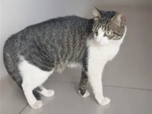Gato raça SRD-ViraLata idade 1 ano nome Gata