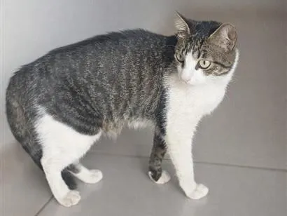 Gato raça SRD-ViraLata idade 1 ano nome Gata