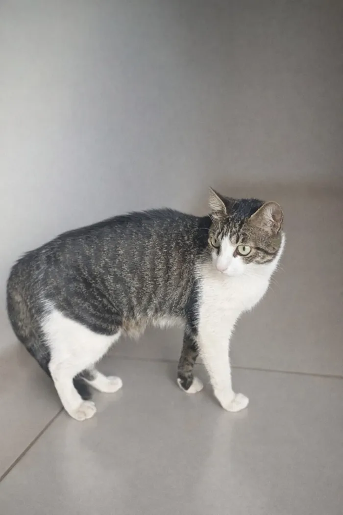 Gato raça SRD-ViraLata idade 1 ano nome Gata