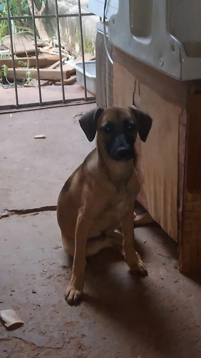 Cachorro raça SRD-ViraLata idade 2 a 6 meses nome Pâmela 