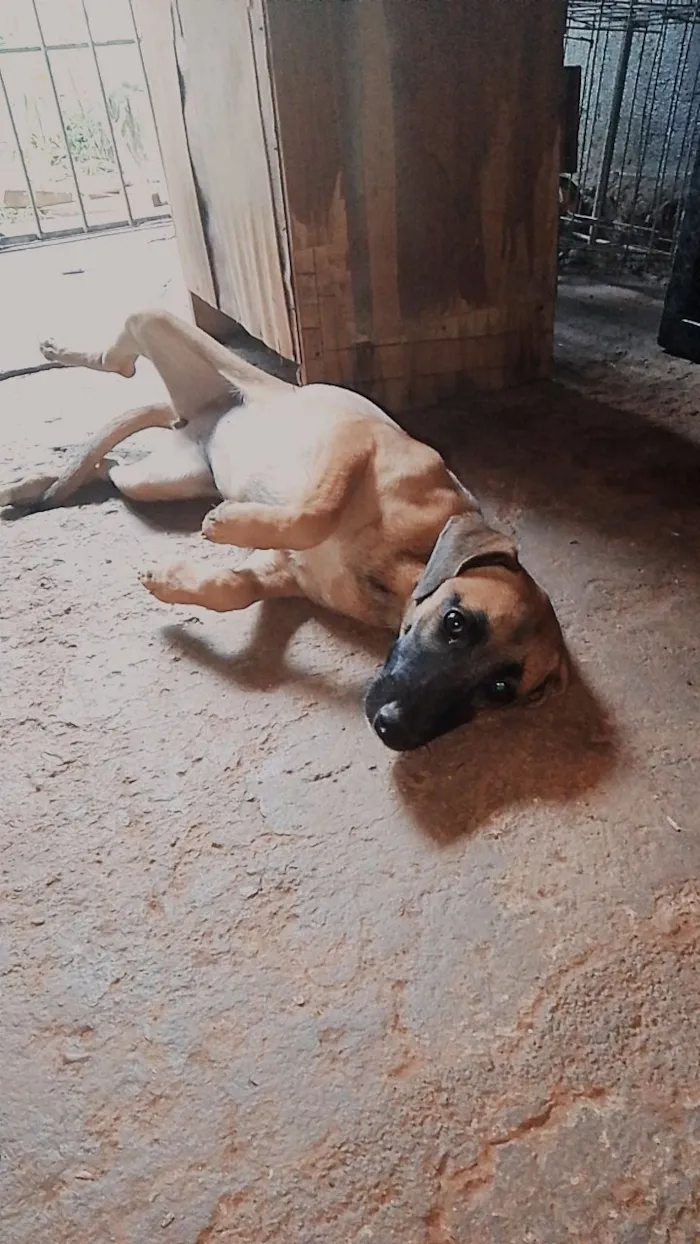 Cachorro raça SRD-ViraLata idade 2 a 6 meses nome Pâmela 