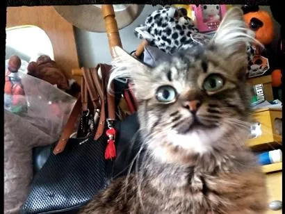 Gato raça SRD-ViraLata idade 7 a 11 meses nome Vida