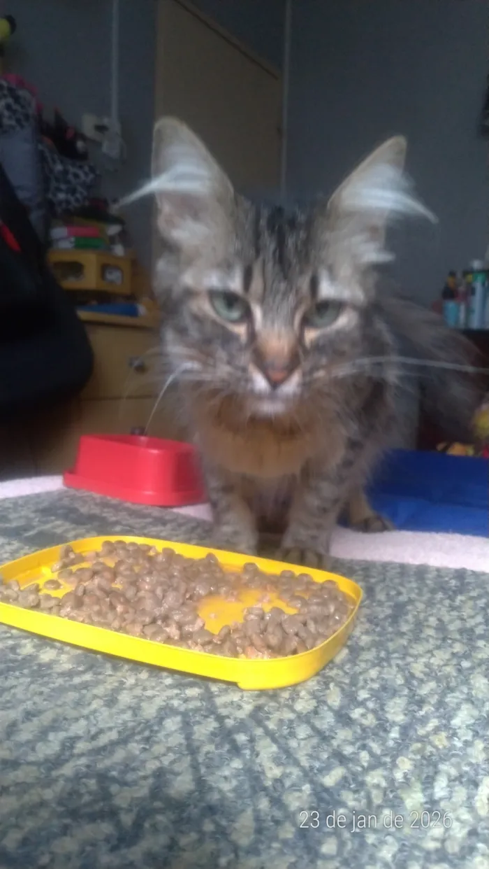 Gato raça SRD-ViraLata idade 7 a 11 meses nome Vida