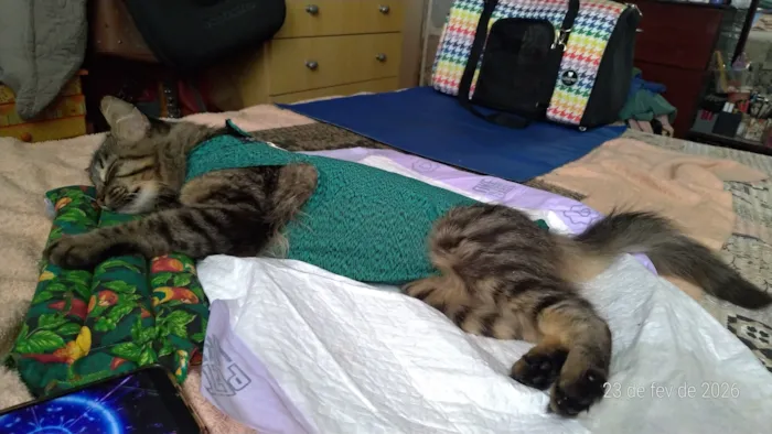 Gato raça SRD-ViraLata idade 7 a 11 meses nome Vida