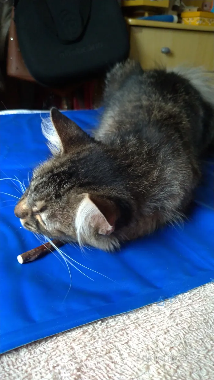 Gato raça SRD-ViraLata idade 7 a 11 meses nome Vida