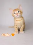 Simba