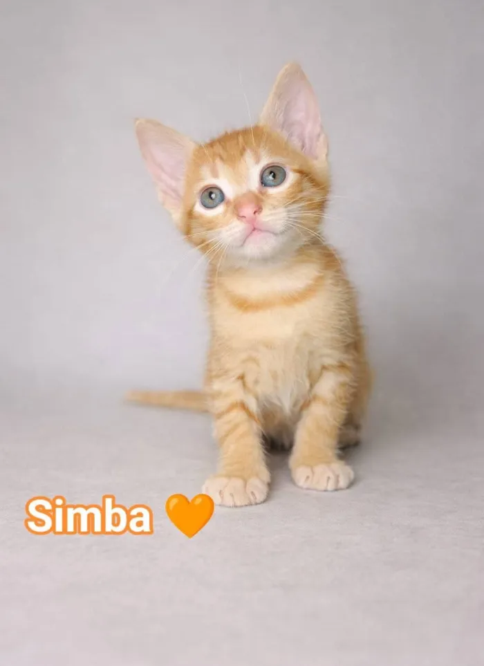 Gato raça SRD-ViraLata idade Abaixo de 2 meses nome Simba