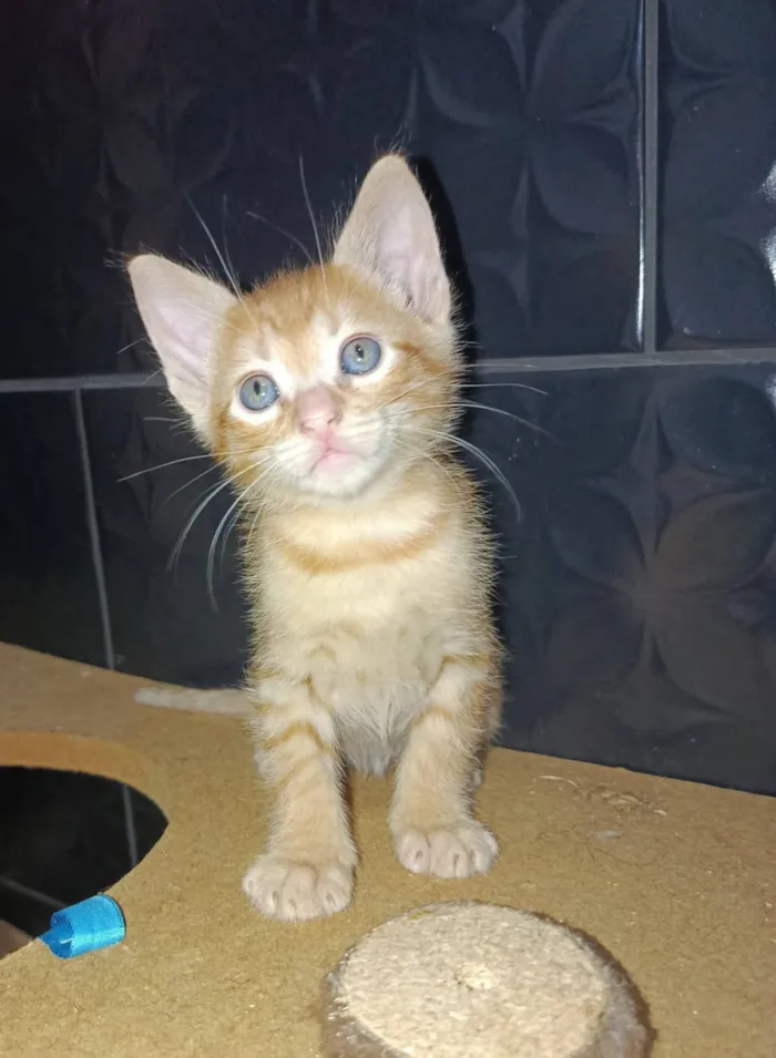 Gato raça SRD-ViraLata idade Abaixo de 2 meses nome Simba