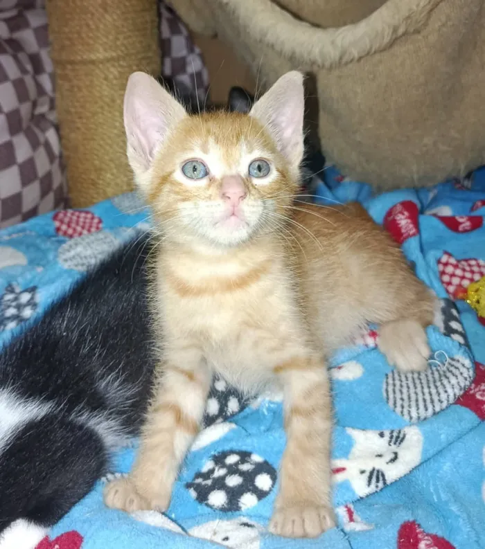 Gato raça SRD-ViraLata idade Abaixo de 2 meses nome Simba