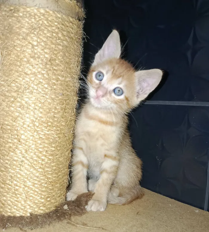 Gato raça SRD-ViraLata idade Abaixo de 2 meses nome Simba