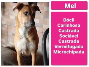 Cachorro raça SRD-ViraLata idade 3 anos nome Mel