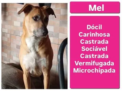 Cachorro raça SRD-ViraLata idade 3 anos nome Mel