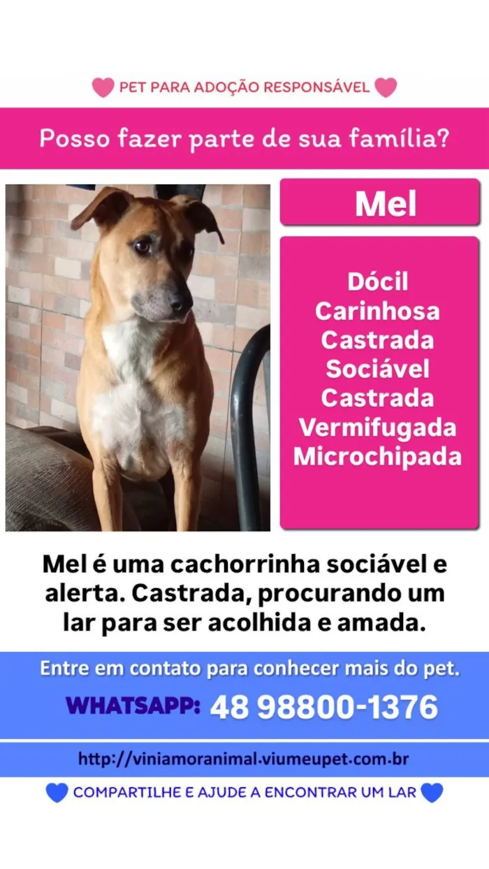 Cachorro raça SRD-ViraLata idade 3 anos nome Mel