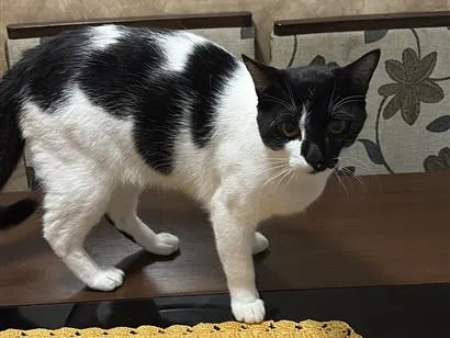 Gato raça SRD-ViraLata idade 1 ano nome Ice 