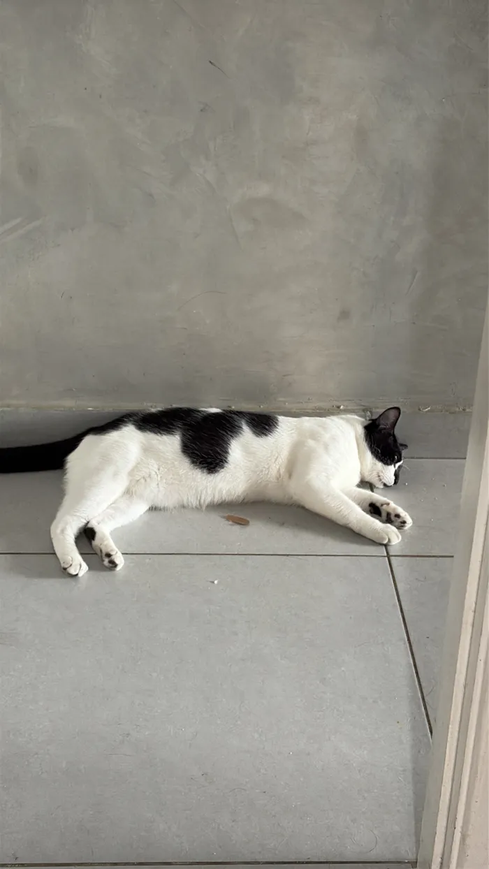 Gato raça SRD-ViraLata idade 1 ano nome Ice 