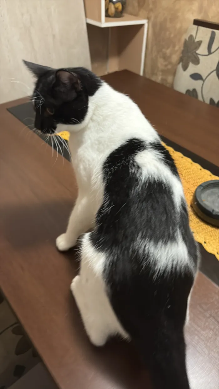 Gato raça SRD-ViraLata idade 1 ano nome Ice 