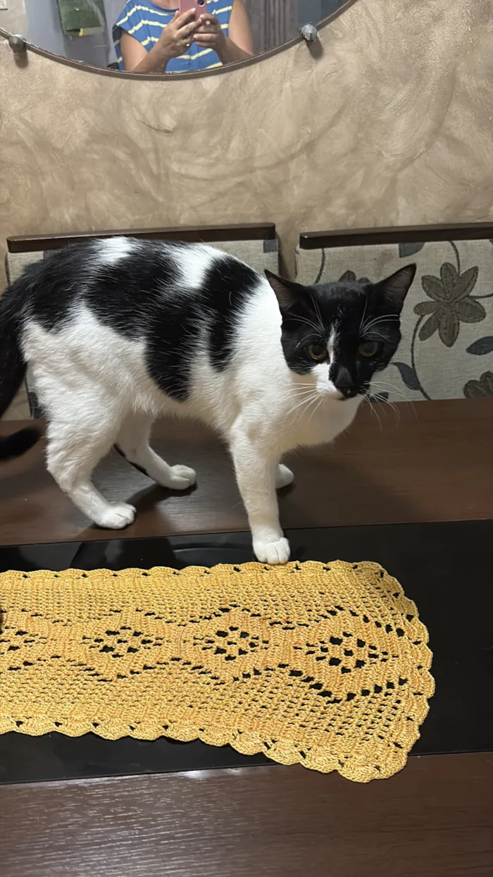 Gato raça SRD-ViraLata idade 1 ano nome Ice 