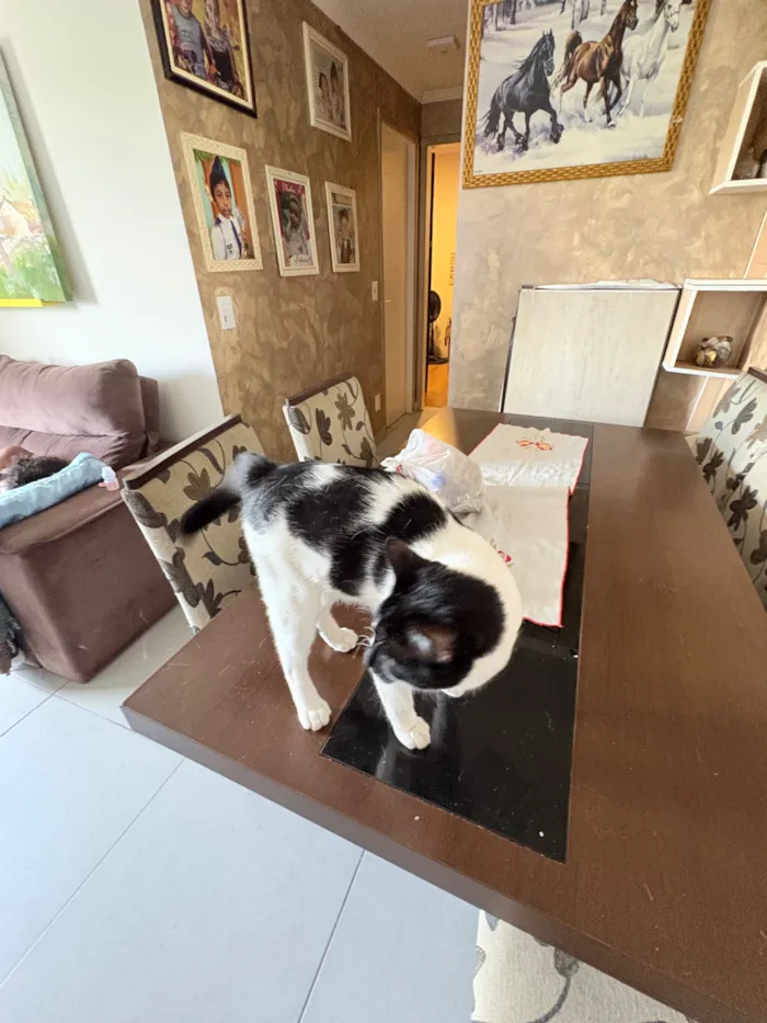 Gato raça SRD-ViraLata idade 1 ano nome Ice 