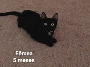 Gato raça SRD-ViraLata idade 2 a 6 meses nome Hermione