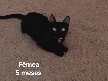 Gato raça SRD-ViraLata idade 2 a 6 meses nome Hermione