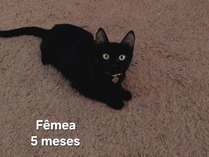 Gato raça SRD-ViraLata idade 2 a 6 meses nome Hermione