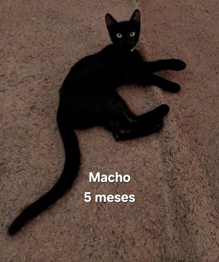 Gato raça SRD-ViraLata idade 2 a 6 meses nome Rony